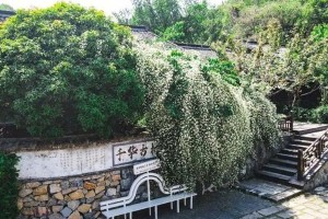 镇江木香花盛开：七里香的诗意与浪漫