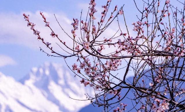 林芝桃花与雪山相映